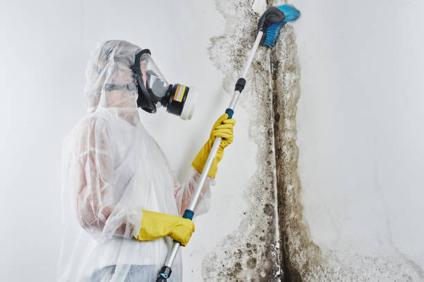Best Emergency Mold Removal  in Greenwood, IN